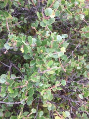 Betula nana