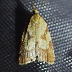Sparganothis tunicana
