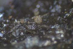 Ascobolus hawaiiensis