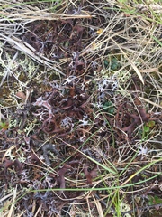 Masonhalea richardsonii