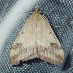 Pyrausta semirubralis