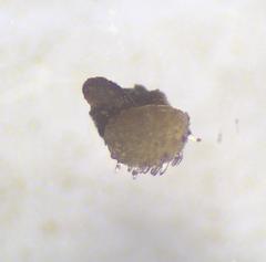 Ascobolus hawaiiensis