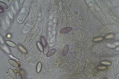 Ascobolus hawaiiensis