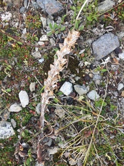 Pedicularis lanata