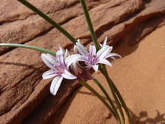 Allium macropetalum