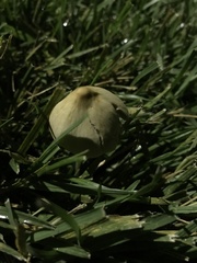 Conocybe apala