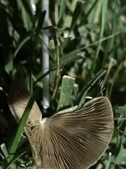 Conocybe apala