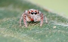 Opisthoncus alborufescens