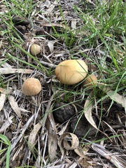 Gymnopilus allantopus