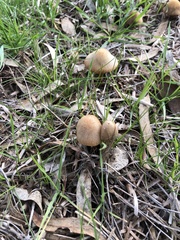 Gymnopilus allantopus