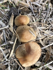 Gymnopilus allantopus