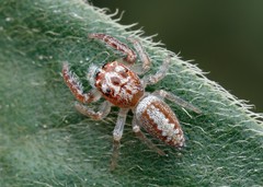 Opisthoncus alborufescens