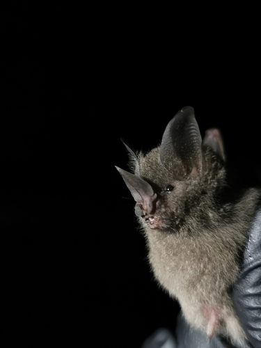 Long-legged Bat