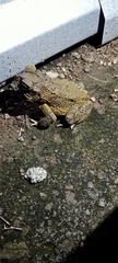 Incilius luetkenii
