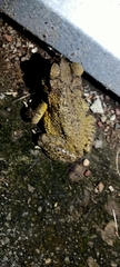 Incilius luetkenii