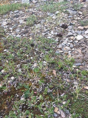 Anemonastrum sibiricum