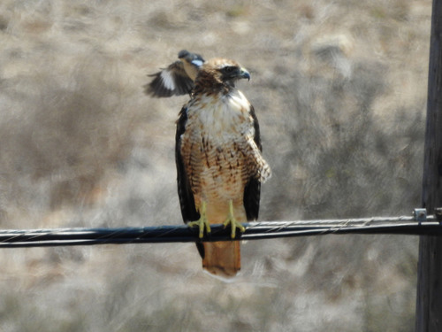 photo of Red-tailed Hawk (Buteo jamaicensis)