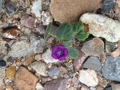 Phacelia calthifolia