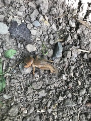 Gryllotalpa orientalis