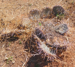 Opuntia cymochila