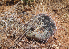 Opuntia cymochila