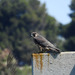 photo of Peregrine Falcon (Falco peregrinus)