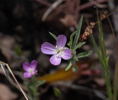 Clarkia affinis