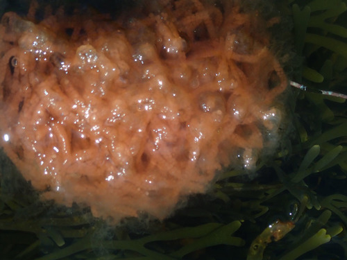 photo of Chain Tunicate (Botrylloides violaceus)
