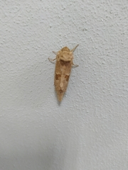 Paracossulus thrips