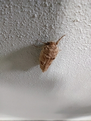 Paracossulus thrips