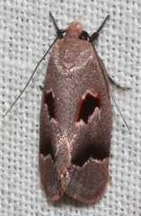Acanthodela erythrosema