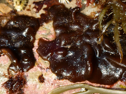 photo of (Petrospongium rugosum)