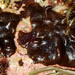 photo of (Petrospongium rugosum)