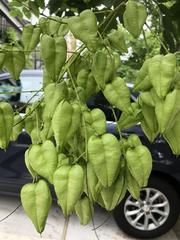 Koelreuteria paniculata