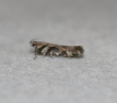 Aristotelia devexella