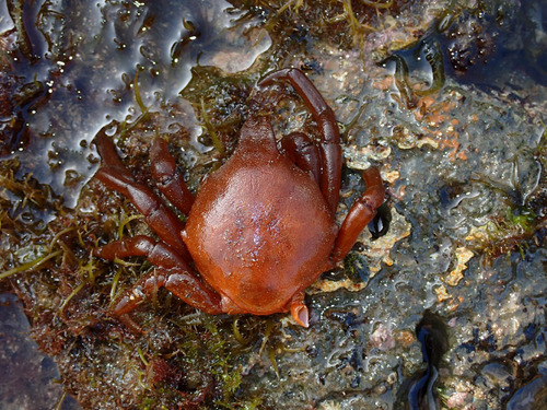photo of Southern Kelp Crab (Taliepus nuttallii)