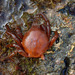 photo of Southern Kelp Crab (Taliepus nuttallii)