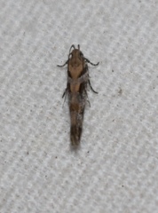 Aristotelia devexella