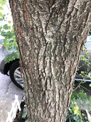 Koelreuteria paniculata