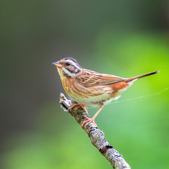 Tristram's Bunting photo 1