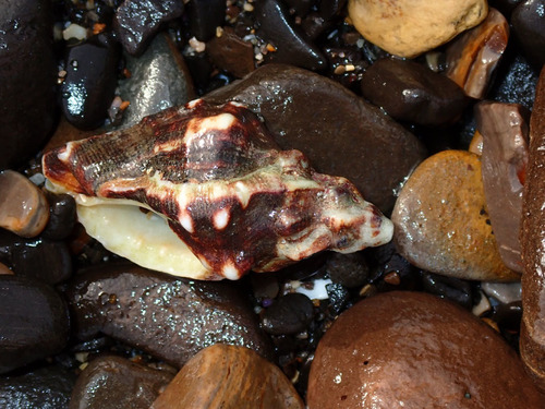 photo of Nuttall's Hornmouth (Ceratostoma nuttalli)