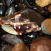 photo of Nuttall's Hornmouth (Ceratostoma nuttalli)