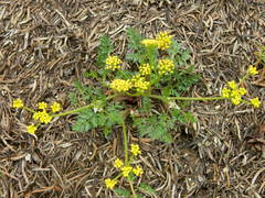 Lomatium sandbergii