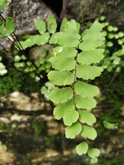 Adiantum cunninghamii