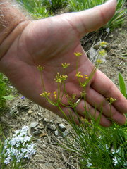 Lomatium simplex
