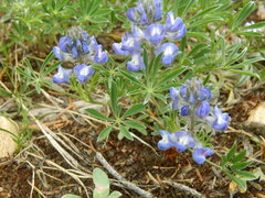 Lupinus depressus