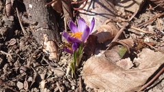 Crocus heuffelianus