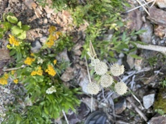 Angelica capitellata