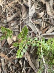 Dodonaea humilis