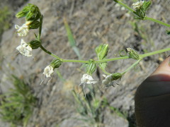 Silene dichotoma
